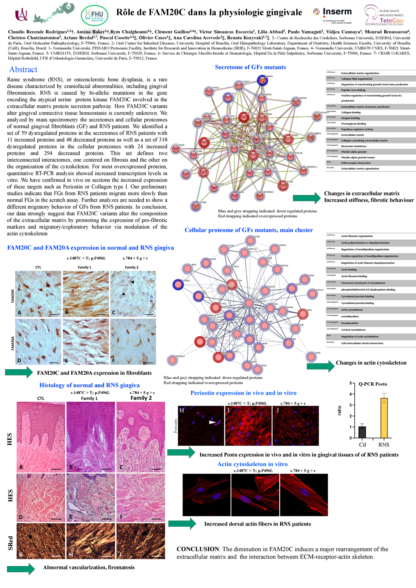 Poster Rym Chalgoumi Cases