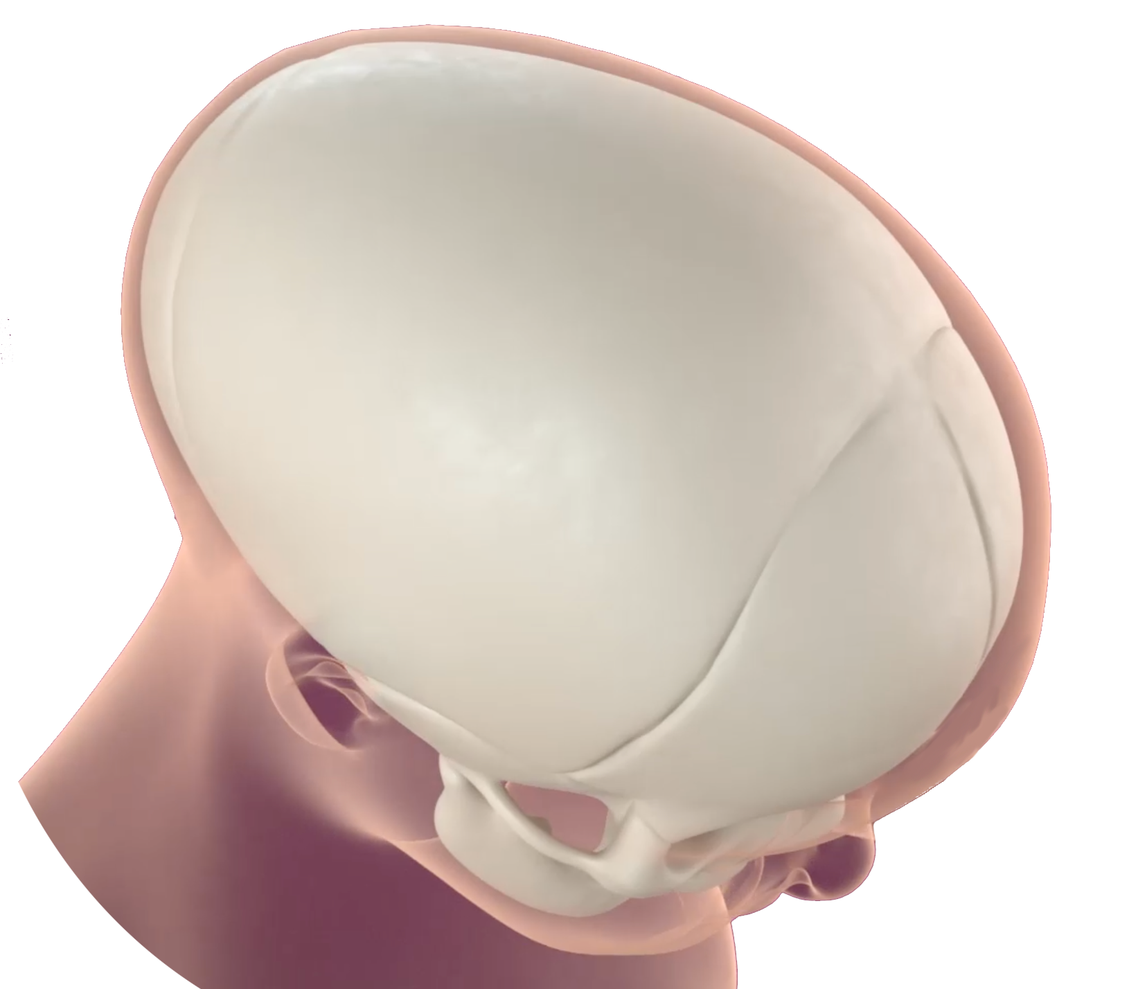 Visuel scapho video 3D detouré 3