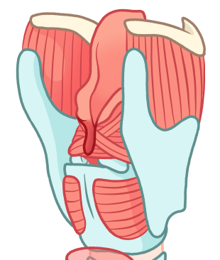 Zoom 22 diastème type I