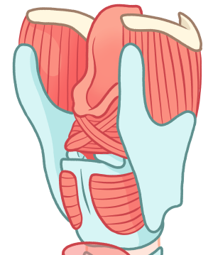 Zoom 22bis diastème normal